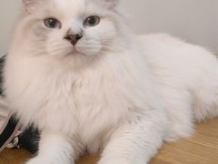 -滚猫咖啡·猫咖·猫友好撸猫(未来城店)