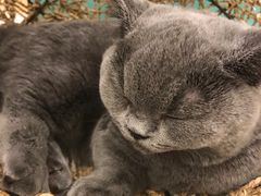 -飞行喵MR PILOT|猫舍·猫咖(静安大融城店)