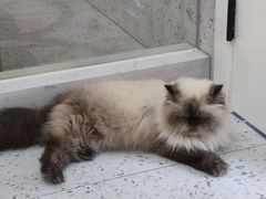 -喵园·猫主题咖啡厅·撸猫·猫咖(国贸店)