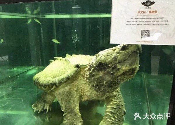 小朋友的动物乐园—北京mk魔鬼爬行动物园