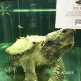 小朋友的动物乐园—北京mk魔鬼爬行动物园