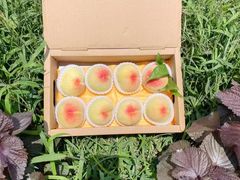 -老袁家蜜桃农场·阳山水蜜桃