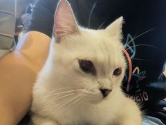 -猫猫幼稚园·撸猫·桌游·电玩