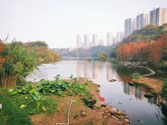 -重庆彩云湖湿地公园
