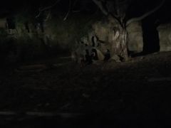 -清迈夜间动物园