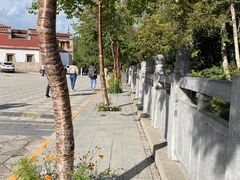 -塔尔寺菩提树