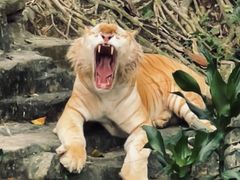 -广州长隆国际大马戏