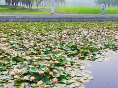 -尚贤河湿地