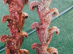 -第35届青岛国际啤酒节