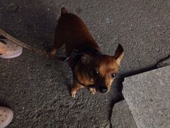 iphone_upload_pic-中环花鸟鱼虫市场