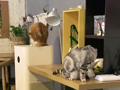 -平行世界·猫咖(首经贸店)
