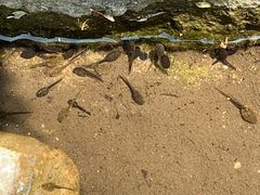 -碓臼峪自然风景区