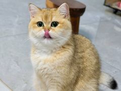 -欣宠猫屋·矮脚拿破仑·蓝金金渐层