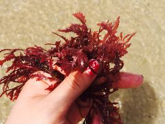 -白沙湾海滩