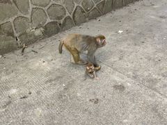 -黔灵山公园