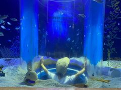 -芜湖新华联大白鲸海洋公园