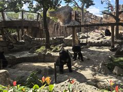 -上海野生动物园老虎餐厅