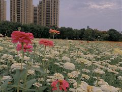 -映月湖中央公园