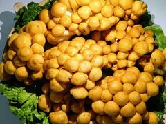 -菌极鲜野生菌火锅店(阳明祠店)