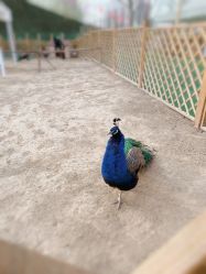 -萌宠亲子动物乐园(槐房万达店)