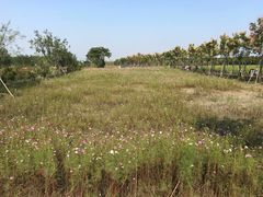 -嘉北郊野公园北游客中心-地上停车场