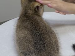 -中农国际动物医院24小时·猫科·骨科·急重症中心