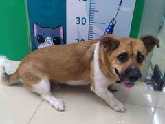 -瑞派动物医院·猫专科·至诚(江南中分院)