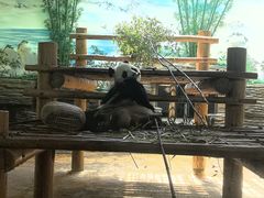 -西霞口神雕山野生动物世界