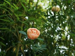 -杭州观成实验学校