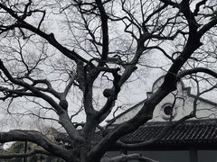 -红梅公园