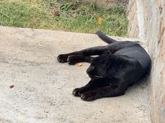 -西霞口神雕山野生动物世界