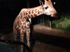 -清迈夜间动物园