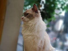 -藏猫猫咖啡主题馆(中央大道店)