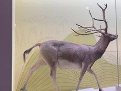 -国家自然博物馆