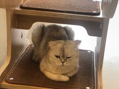 -飞行喵MR PILOT|猫舍·猫咖(静安大融城店)