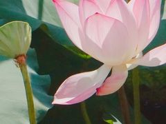 -荔湾湖公园