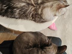 -楼上猫咖(罗湖店)