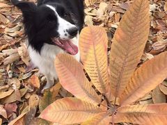-利又安动物医院··老年病·猫科犬科·中兽医