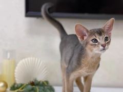-猫十亿·布偶金渐层·曼基康矮脚猫舍(青年路店)