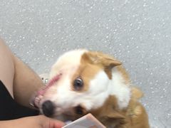 -心仪动物医院·牙专科·肿瘤·心脏科(西客站院)