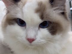 -佳雯宠物医院·皮肤科·内外科(春晓路分院)