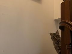 -猫的天空之城概念书店(苏州诚品店)
