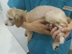 -创凡宠物医院·骨专科  猫科中心(西乡分院)