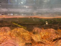 -龙宴海鲜城(经中路店)