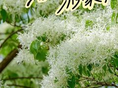 -泰丰公园