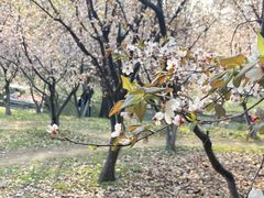 -上海共青森林公园