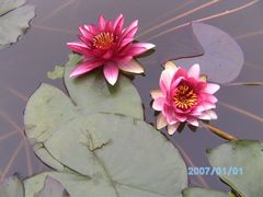 -红莲湖