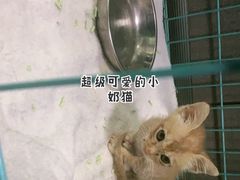 -瑞派先诺宠物医院•猫专科•普外科•中兽医(佛山院)