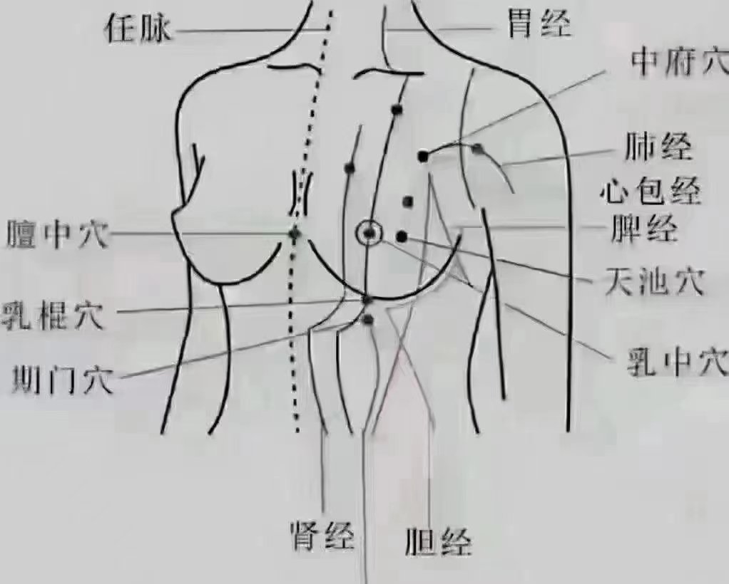 女性肝经经络图图片