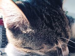 -海边的猫和咖啡馆